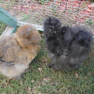 Silkie Nut