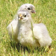 squarehen