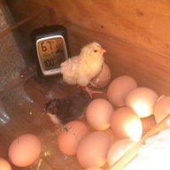 KingOfThePeeps
