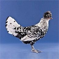 LST Poultry