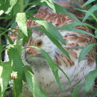 Texokie1