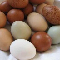 Chicks4all