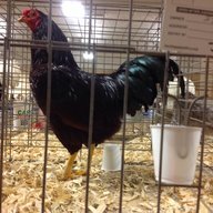purplehen