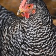 Chikenranchtex