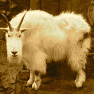 Mountaingoat61