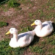 MommaDuck