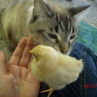 chicken raiser