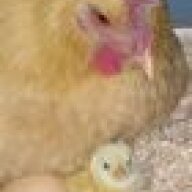 chickenfever