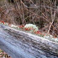 Native garden