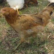 rainchick