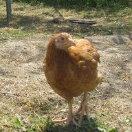 greekchicken