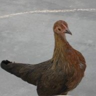 eggspert