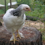 Maples Chickens