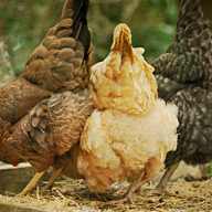 Gagas chickens