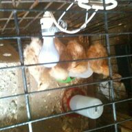 ilovechick