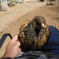 Coopershawk