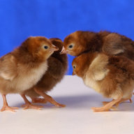 Calichickz