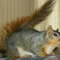 Sistersquirrel
