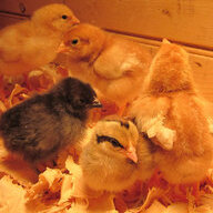 maskedchicken