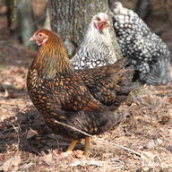 arcountrychick