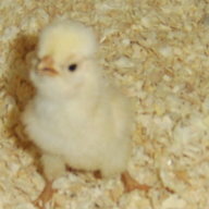 mychickenbrood