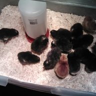 4hchicmom