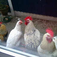 Flying Chickens