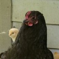UnderHisWings