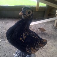 Chickmoo