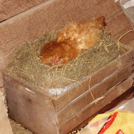 GerbilsOnToast