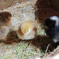 corningchick
