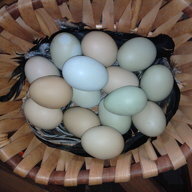 Vaughn-Chickens