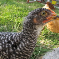 Lilbird1031
