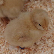 Chickapeep