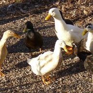 DuckWrangler