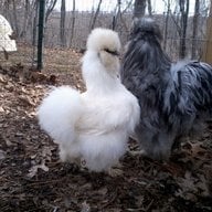 DivaChick