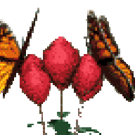 kwynn's birds Alaska