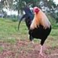 birdbrainbub