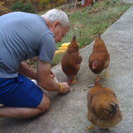 Chicken Fryde