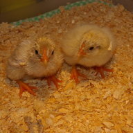 Rainbows Chicks