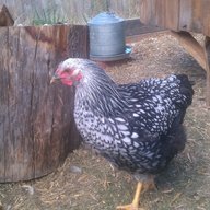 Keeniebird