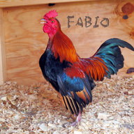 Texas-Chick