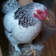 chickenchick6