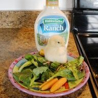 CHICKENKNEES