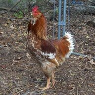 runswithchicken