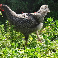 yarig bihan