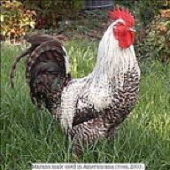 cuckoosnest