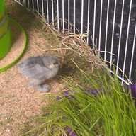 eggcited4chicks