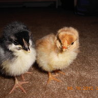 chickinlittle