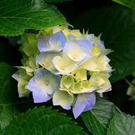 clay76442
